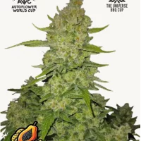 PAPAYA COOKIES Auto™